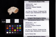 Foto (Objket + Etiketten) von Culmenformosa sp. 